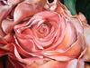 "Rosenblüte"&nbsp;&nbsp;60 x 80 cm&nbsp;&nbsp;Öl auf Leinwand